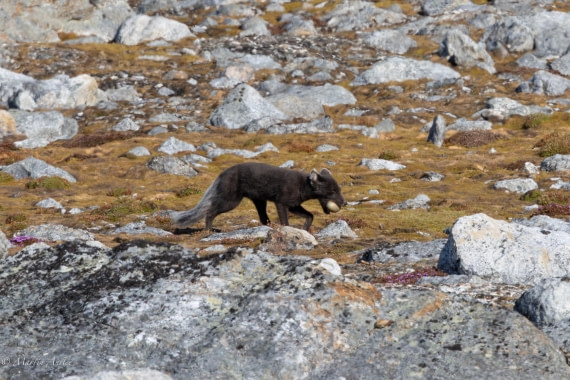 OTL05-25, Day 3, Fox (1) © Martin Anstee - Oceanwide Expeditions.jpg