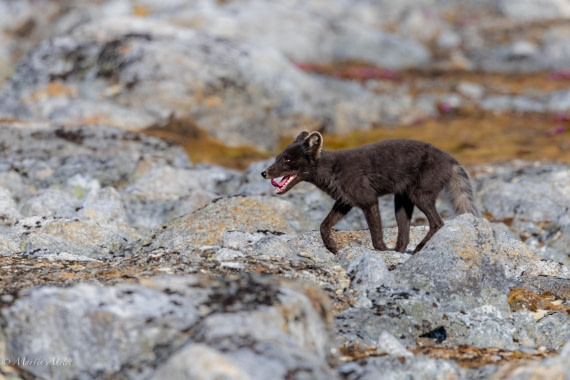 OTL05-25, Day 3, Fox (3) © Martin Anstee - Oceanwide Expeditions.jpg