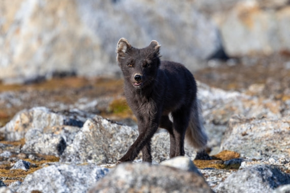 OTL05-25, Day 3, Fox (4) © Martin Anstee - Oceanwide Expeditions.jpg