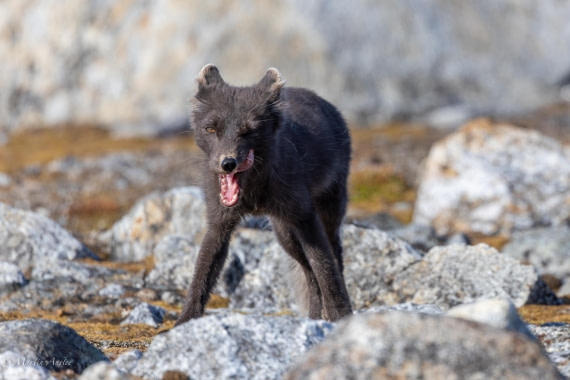 OTL05-25, Day 3, Fox (5) © Martin Anstee - Oceanwide Expeditions.jpg