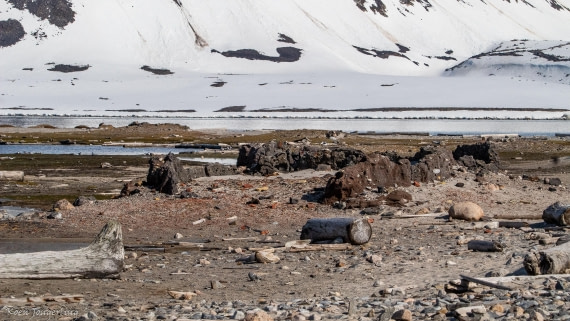 OTL05-25, Day 3, IMG_9105 © Koen Jongerling - Oceanwide Expeditions.jpg