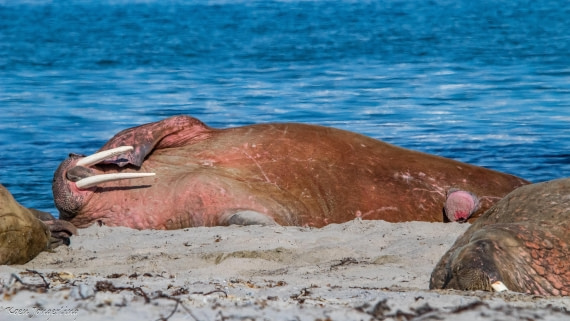 OTL05-25, Day 3, IMG_9114 © Koen Jongerling - Oceanwide Expeditions.jpg