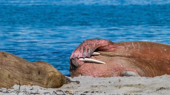 OTL05-25, Day 3, IMG_9116 © Koen Jongerling - Oceanwide Expeditions.jpg