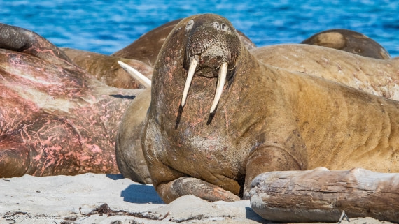 OTL05-25, Day 3, IMG_9125 © Koen Jongerling - Oceanwide Expeditions.jpg