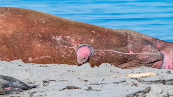 OTL05-25, Day 3, IMG_9132 © Koen Jongerling - Oceanwide Expeditions.jpg