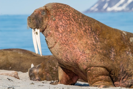 OTL05-25, Day 3, IMG_9134 © Koen Jongerling - Oceanwide Expeditions.jpg