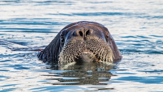 OTL05-25, Day 3, IMG_9137 © Koen Jongerling - Oceanwide Expeditions.jpg