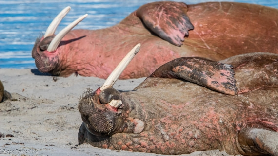 OTL05-25, Day 3, IMG_9141 © Koen Jongerling - Oceanwide Expeditions.jpg