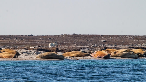 OTL05-25, Day 3, IMG_9167 © Koen Jongerling - Oceanwide Expeditions.jpg