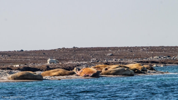 OTL05-25, Day 3, IMG_9169 © Koen Jongerling - Oceanwide Expeditions.jpg