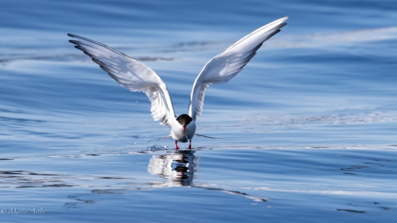 OTL05-25, Day 3, Tern 3 © Martin Anstee - Oceanwide Expeditions.jpg