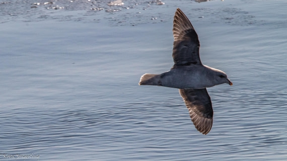 OTL05-25, Day 4, IMG_9183 © Koen Jongerling - Oceanwide Expeditions.jpg