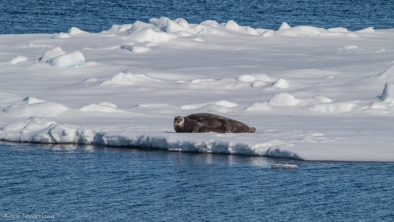 OTL05-25, Day 4, IMG_9194 © Koen Jongerling - Oceanwide Expeditions.jpg