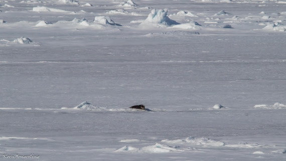 OTL05-25, Day 4, IMG_9203 © Koen Jongerling - Oceanwide Expeditions.jpg