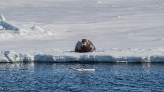 OTL05-25, Day 4, IMG_9199 © Koen Jongerling - Oceanwide Expeditions.jpg