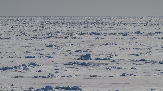 OTL05-25, Day 4, IMG_9211 © Koen Jongerling - Oceanwide Expeditions.jpg