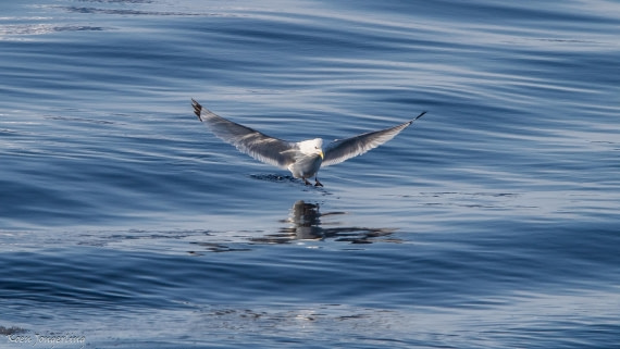 OTL05-25, Day 4, IMG_9229 © Koen Jongerling - Oceanwide Expeditions.jpg