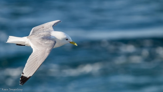 OTL05-25, Day 4, IMG_9243 © Koen Jongerling - Oceanwide Expeditions.jpg