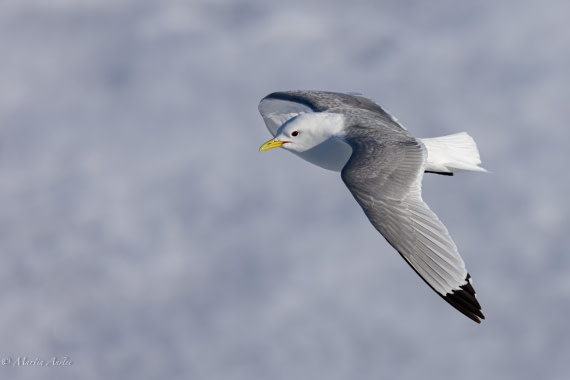 OTL05-25, Day 4, Kittiwake (1) © Martin Anstee - Oceanwide Expeditions.jpg