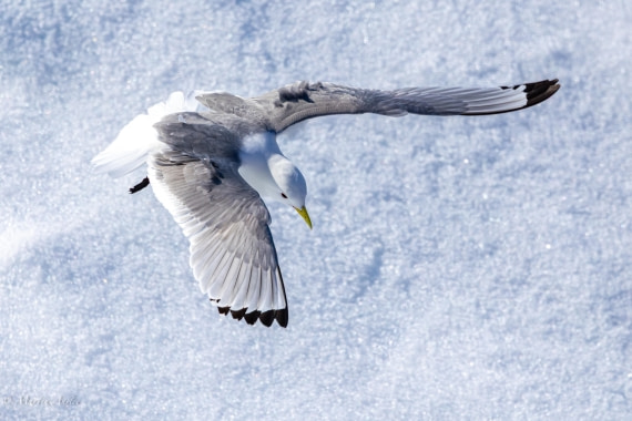 OTL05-25, Day 4, Kittiwake (6) © Martin Anstee - Oceanwide Expeditions.jpg