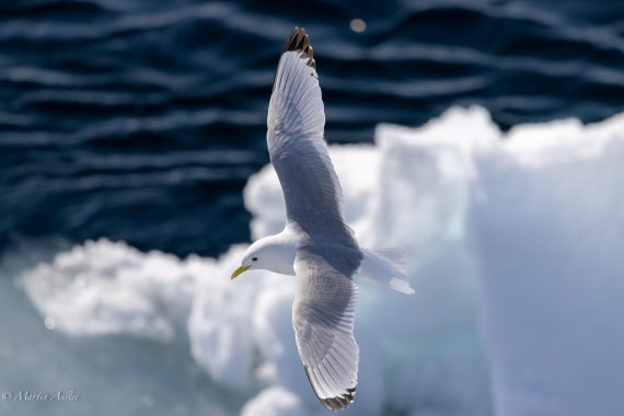OTL05-25, Day 4, Kittiwake (7) © Martin Anstee - Oceanwide Expeditions.jpg