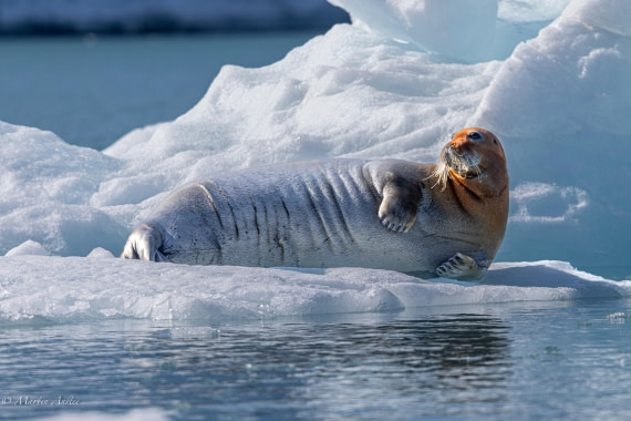 OTL05-25, Day 5, Bearded seal (2) © Martin Anstee - Oceanwide Expeditions.jpg