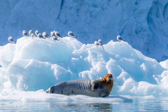 OTL05-25, Day 5, Bearded seal © Martin Anstee - Oceanwide Expeditions.jpg