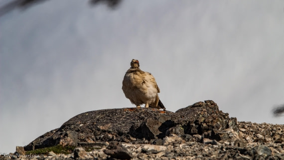 OTL05-25, Day 5, IMG_9251 © Koen Jongerling - Oceanwide Expeditions.jpg