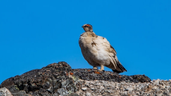 OTL05-25, Day 5, IMG_9254 © Koen Jongerling - Oceanwide Expeditions.jpg