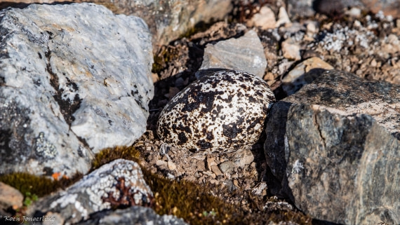 OTL05-25, Day 5, IMG_9263 © Koen Jongerling - Oceanwide Expeditions.jpg