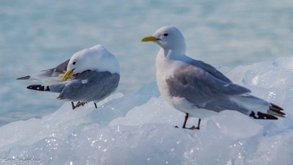 OTL05-25, Day 5, IMG_9312 © Koen Jongerling - Oceanwide Expeditions.jpg