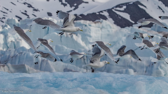 OTL05-25, Day 5, IMG_9341 © Koen Jongerling - Oceanwide Expeditions.jpg