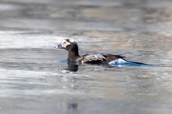 OTL05-25, Day 5, Long tailed duck 2 © Martin Anstee - Oceanwide Expeditions.jpg