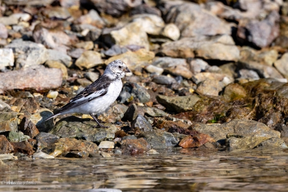 OTL05-25, Day 5, Snow bunting © Martin Anstee - Oceanwide Expeditions.jpg