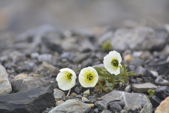 OTL05-25, Day 7, _DSC1032 © Unknown photographer - Oceanwide Expeditions.JPG