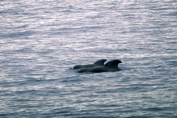 Sea Days, MG_9065 © Augusto Gomes - Oceanwide Expeditions.jpg