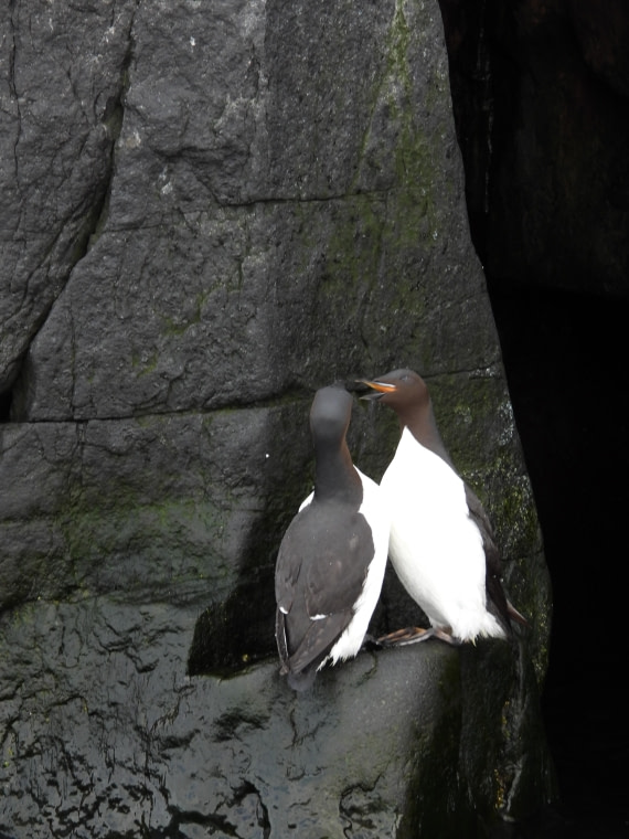 HDS05-25, Day 7, Guillemot © Unknown photographer - Oceanwide Expeditions.JPG
