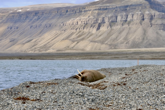 Walrus on the beach at Skansbukte bay, Billefjord