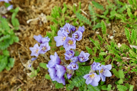 Boreal Jacob's Lader, Skansbukta bay, Billefjord