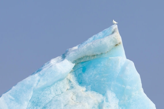 Ivory Gull near Negribreen, July 7, 2025