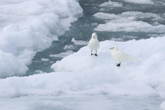 Ivory Gulls near Sperm whale, July 5, 2025, Plancius