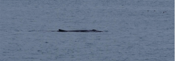 PLA06-25, Day 8, Humpback whale © Unknown photographer - Oceanwide Expeditions.jpg
