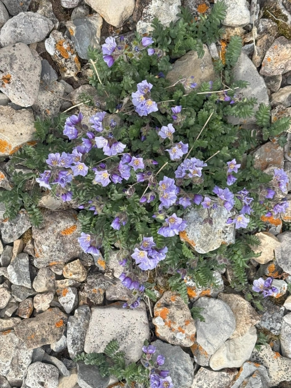 PLA06-25, Day 9, Flora © Unknown photographer - Oceanwide Expeditions.jpg