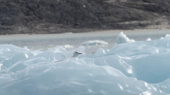 PLA06-25, Day 3, Bird © Unknown photographer - Oceanwide Expeditions.jpg