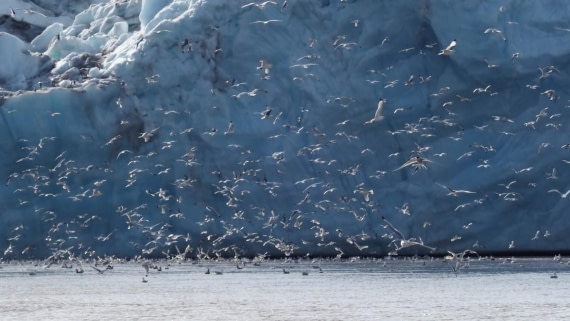 PLA06-25, Day 3, Monacobreen © Unknown photographer - Oceanwide Expeditions.jpg