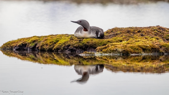 OTL06-25, Day 2, IMG_9446 © Koen Jongerling - Oceanwide Expeditions.jpg