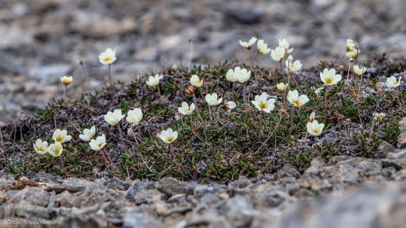 OTL06-25, Day 2, IMG_9456 © Koen Jongerling - Oceanwide Expeditions.jpg