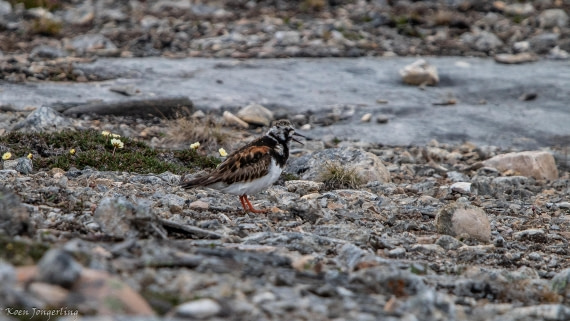 OTL06-25, Day 2, IMG_9465 © Koen Jongerling - Oceanwide Expeditions.jpg