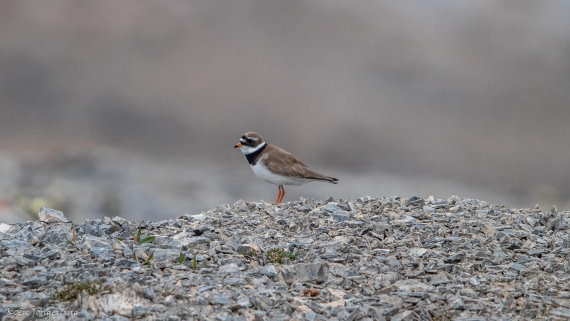 OTL06-25, Day 2, IMG_9483 © Koen Jongerling - Oceanwide Expeditions.jpg