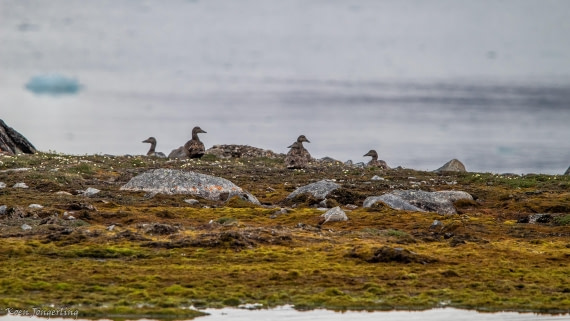 OTL06-25, Day 2, IMG_9499 © Koen Jongerling - Oceanwide Expeditions.jpg